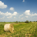 Leto okolo Neusiedleru