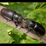 Setkání s Lucanou II.