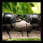 Setkání s Lucanou III.