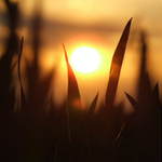 The grass