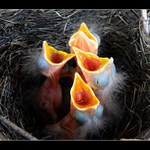 Hnízdo Kosa černého