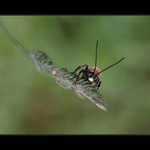 Stepnice dlouhorohá