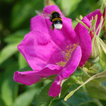 svět včelích medvídků