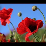 Červené maky 2