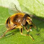  Včelka a její  stín ve sluneční záři