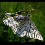 Zo života motýľa ...