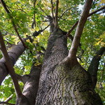 Až do koruny stromů