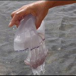 letos jich je až moc