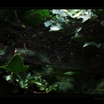 Ráno v porostu břečtanu