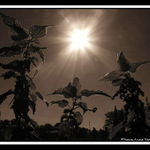 Opalující se kopřivy... ?