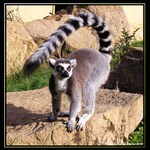 Mlsně vyhlížející Lemur...