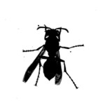 Na počátku byly dvě barvy