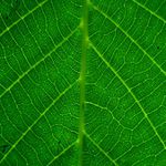 UNDER THE LEAF