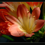 Tahle vám něco říká ???