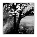 Cesta kolem jablůňky