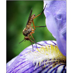 V květinovém baru.