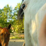 Dik,dis tim mobilem do pr..le vole!!!