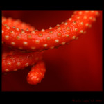 ORANGE SNAKE