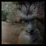 ... opičí pohled ...