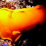 Spanish Dancer