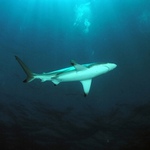 Blacktip 02