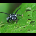 Pískorypka popelavá