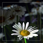 v noci na lúke... II.