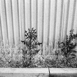 Dva bodláky u plotu