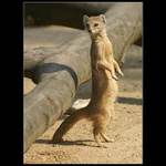 *nemá Mourek hlad?*