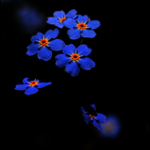 pětilístek v modrém