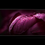 ...klid po dešti...