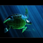 Kráľovná južných morí