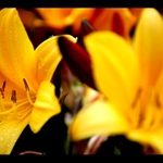 Taková žlutá, voňavá