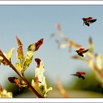 Nácvik letu ve formaci?