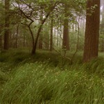 ..dnešní rýno mezy duby...