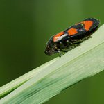 Penodějka nížinná