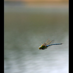 Anax imperator -  letící, spící...