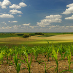 Krajina s kukuřicí