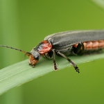 Páteříček sněhový (Cantharis fusca)