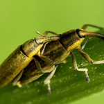 Rýhonosec štíhlý ( Lixus paraplecticus )