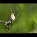 ...Portrét seňora hopa...