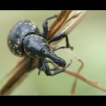 ...Portrét seňora klikoroha...