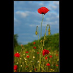 Podvečerní ... II.