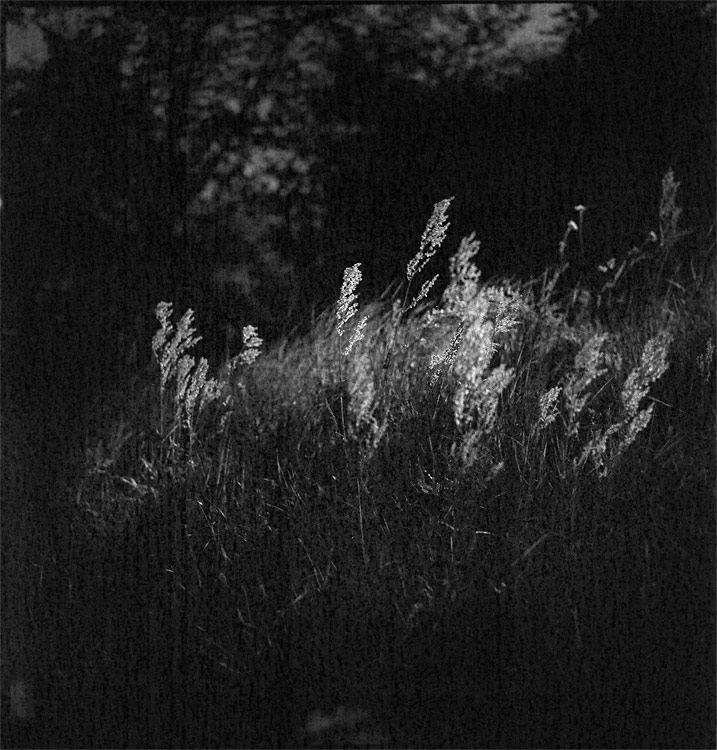 FOMAPAN 800 - Expirace 07/1987 ...