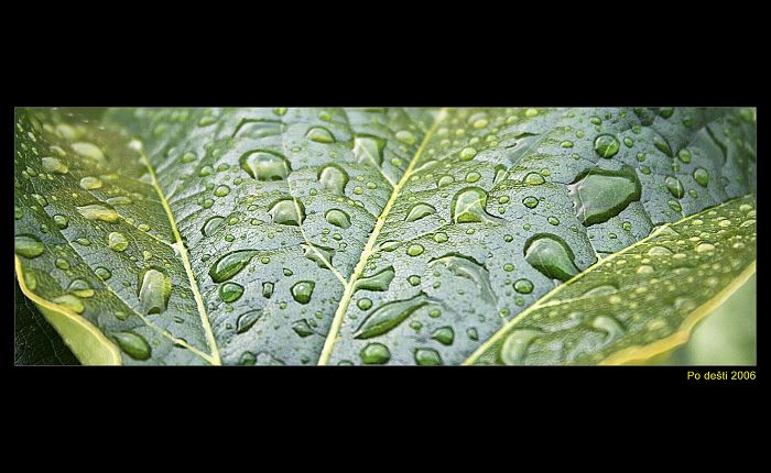 po dešti