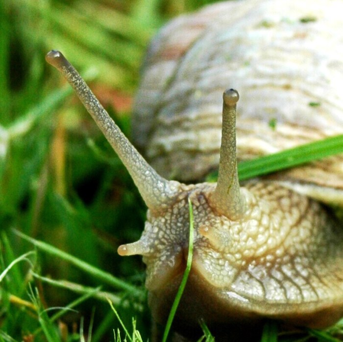 Pan Šněk