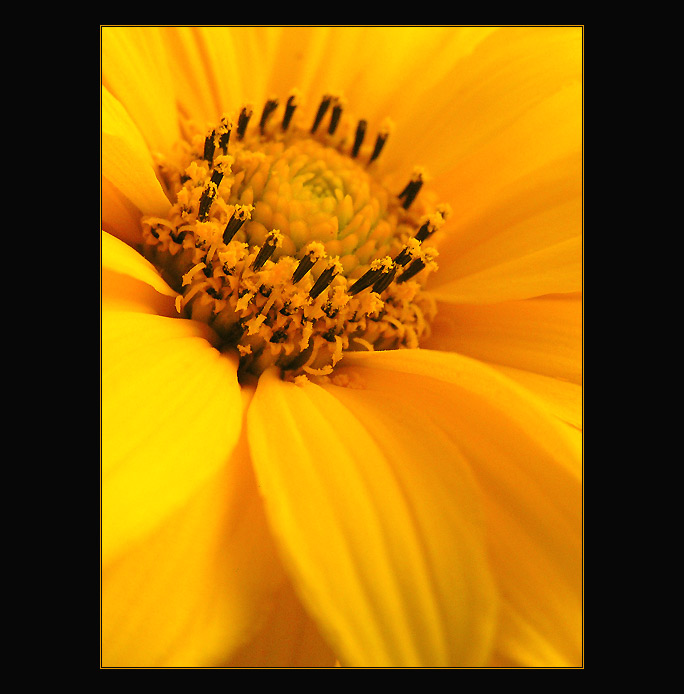 - yellow -