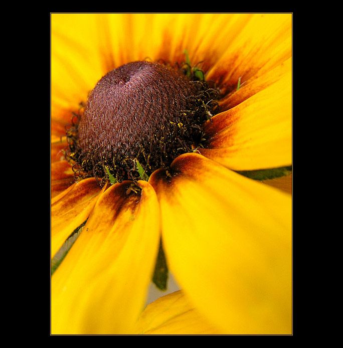 - summer IV. -