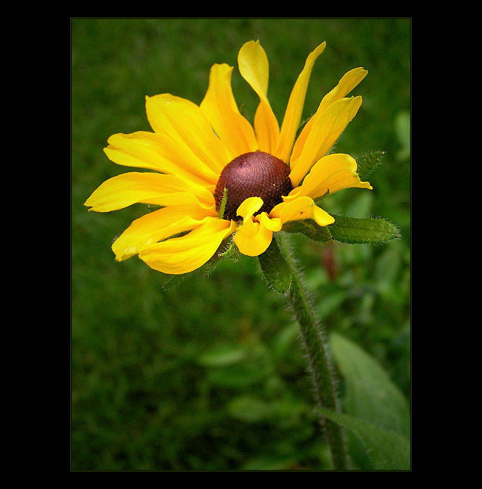 - summer V. -