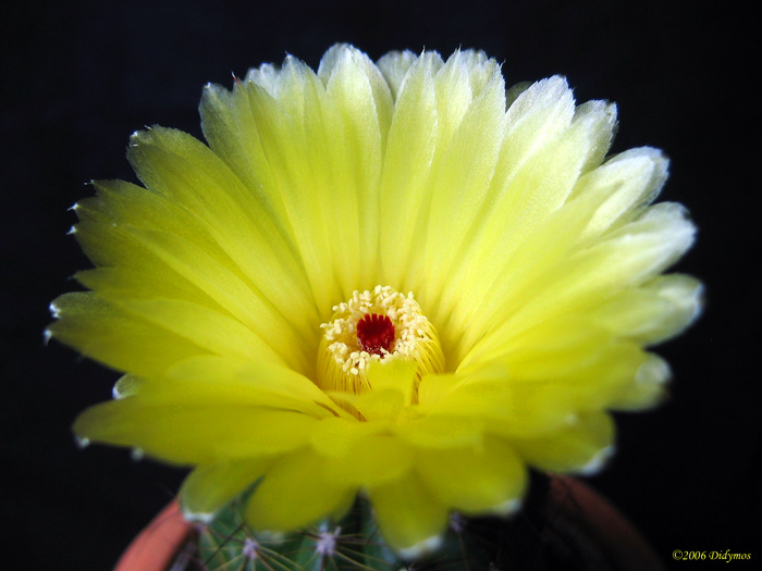 Když vykvete kaktus